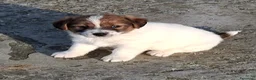Jack Russell cani in vendita: Cuccioli Jack Russell ruvidi - Annuncio 6