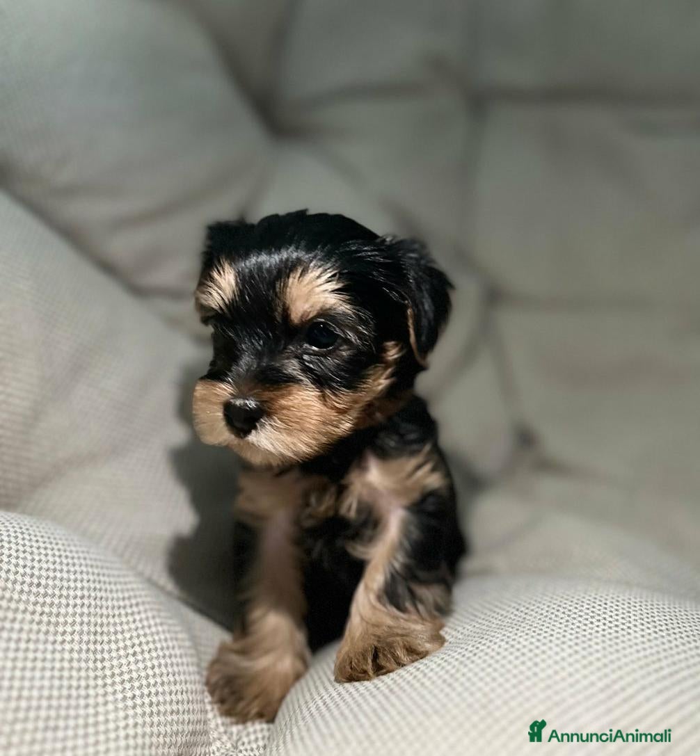 Yorkshire cani in vendita:  5 Bellissimi cuccioli di Yorkshire Terrier - Annuncio 1
