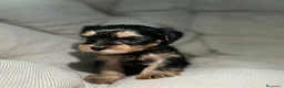 Yorkshire cani in vendita:  5 Bellissimi cuccioli di Yorkshire Terrier a Città metropolitana di Milano - Annuncio 4