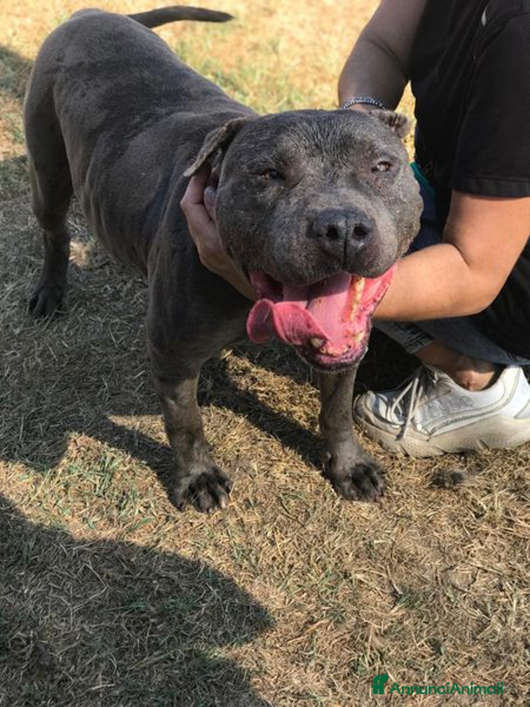 Meticcio cani in regalo: Bambacione, il nome adatto a lui - Annuncio 8