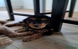 Barboncino cani in vendita: Cuccioli barboncino disponibili  a Provincia di Belluno - Immagine 5