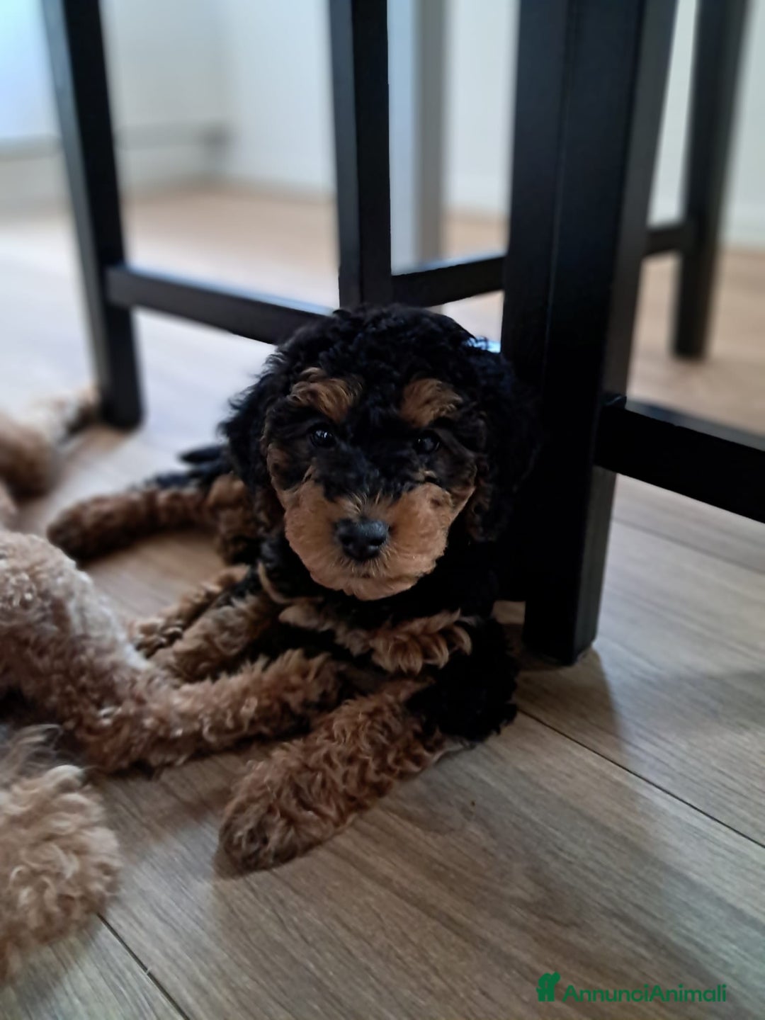 Barboncino cani in vendita: Cuccioli barboncino disponibili  a Provincia di Belluno - Immagine 5
