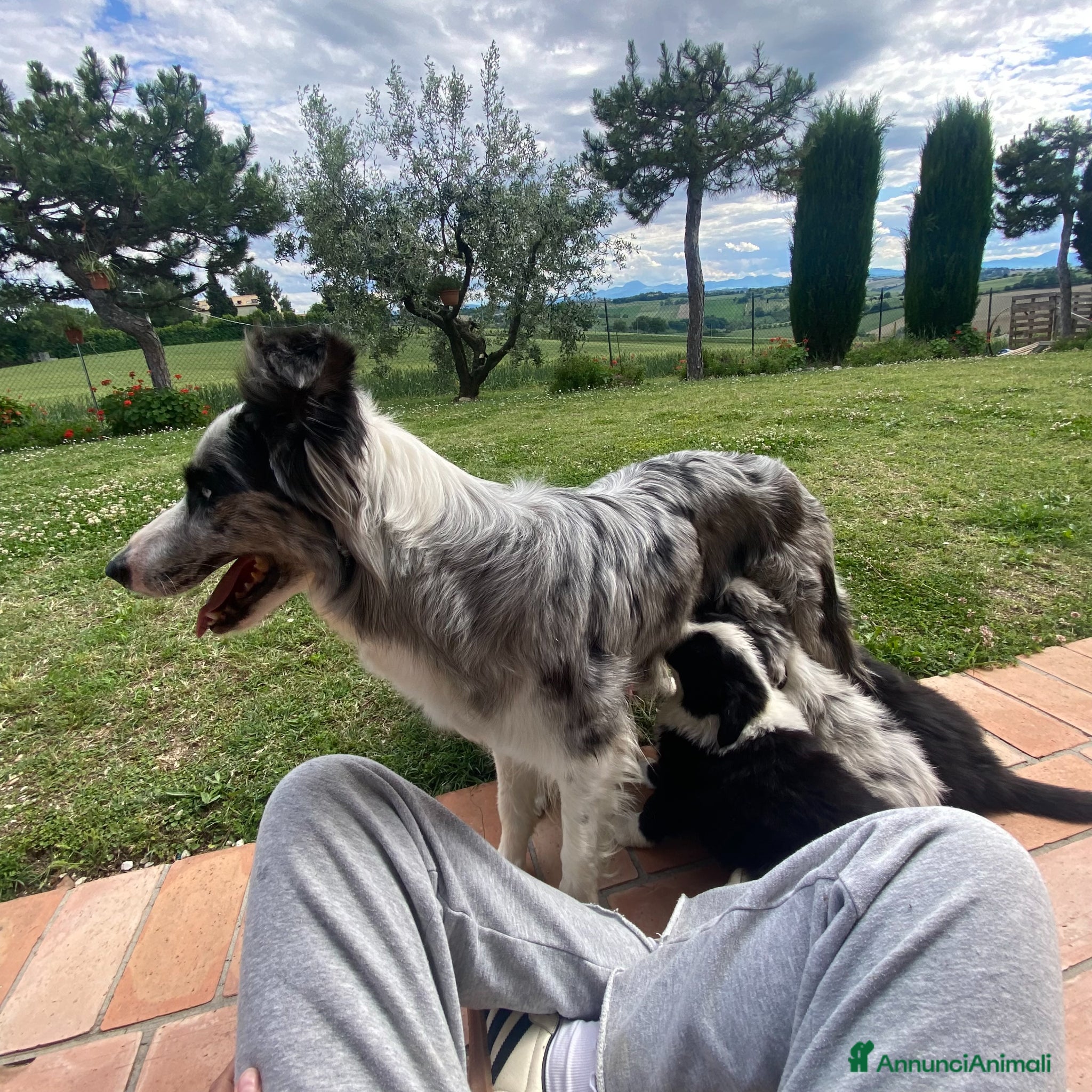 Border Collie cani Meravigliosi cuccioli con pedigree - Annuncio 1