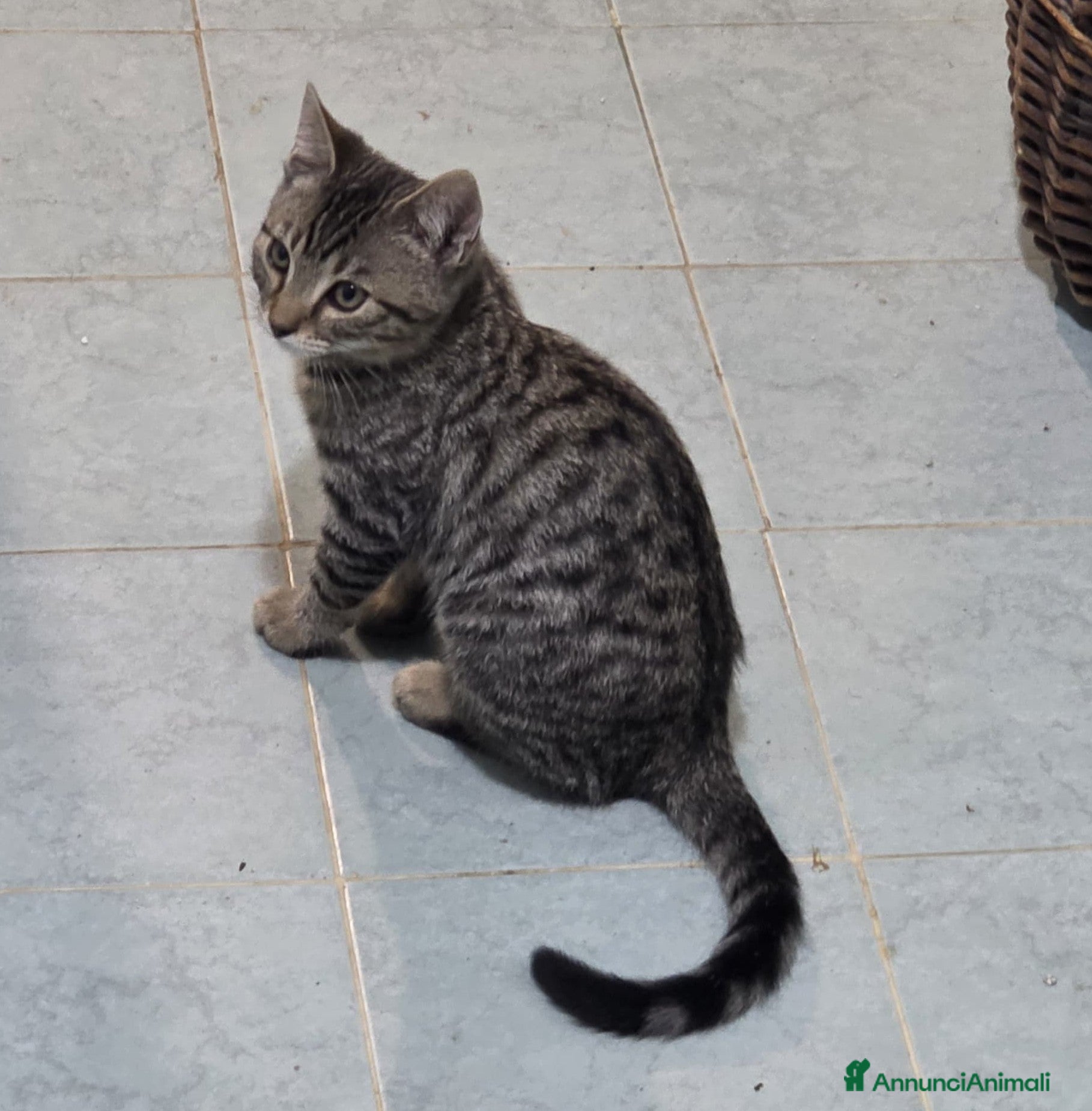 Altre razze gatti SPLENDIDO GATTINO, NOAH - Annuncio 6