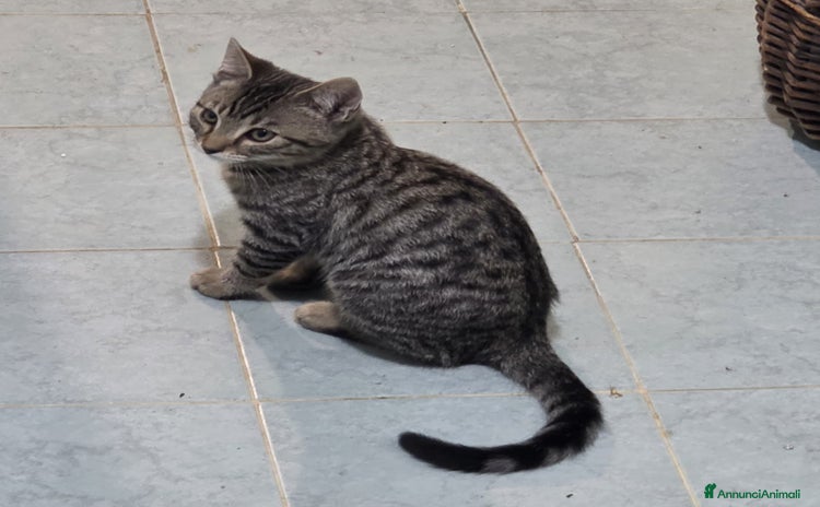 Altre razze gatti - Annuncio 16