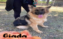 Pastore Tedesco cani in regalo: Giada Pastore sfortunata mai 1chiamata.COSENZA SOS a Città metropolitana di Milano - Immagine 3