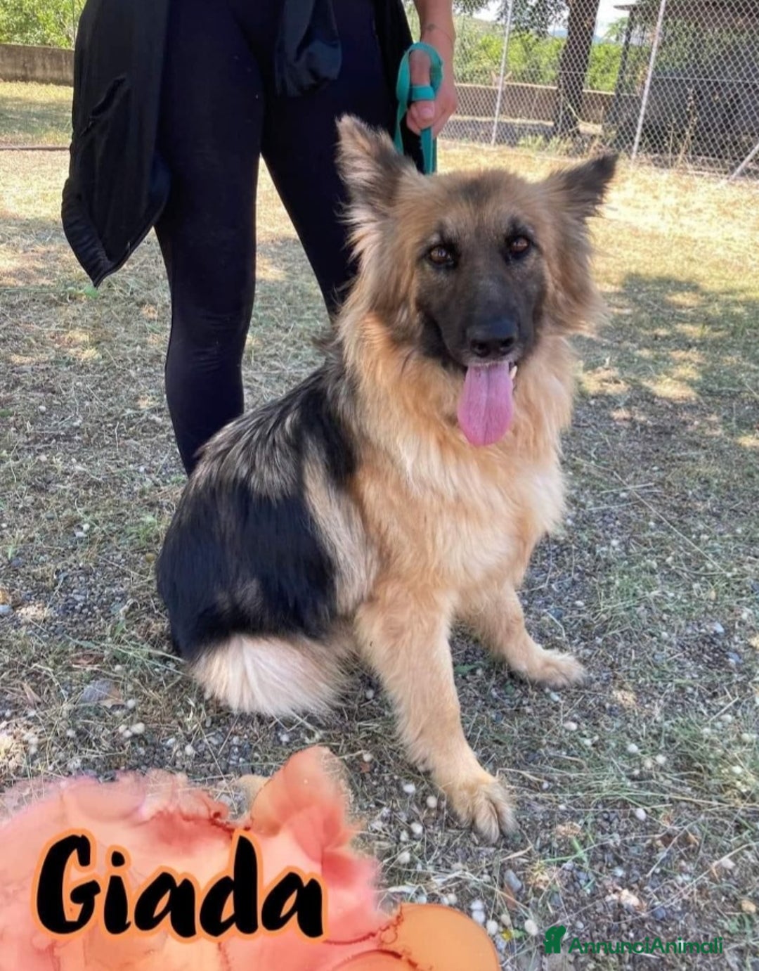 Pastore Tedesco cani in regalo: Giada Pastore sfortunata mai 1chiamata.COSENZA SOS a Città metropolitana di Milano - Immagine 3