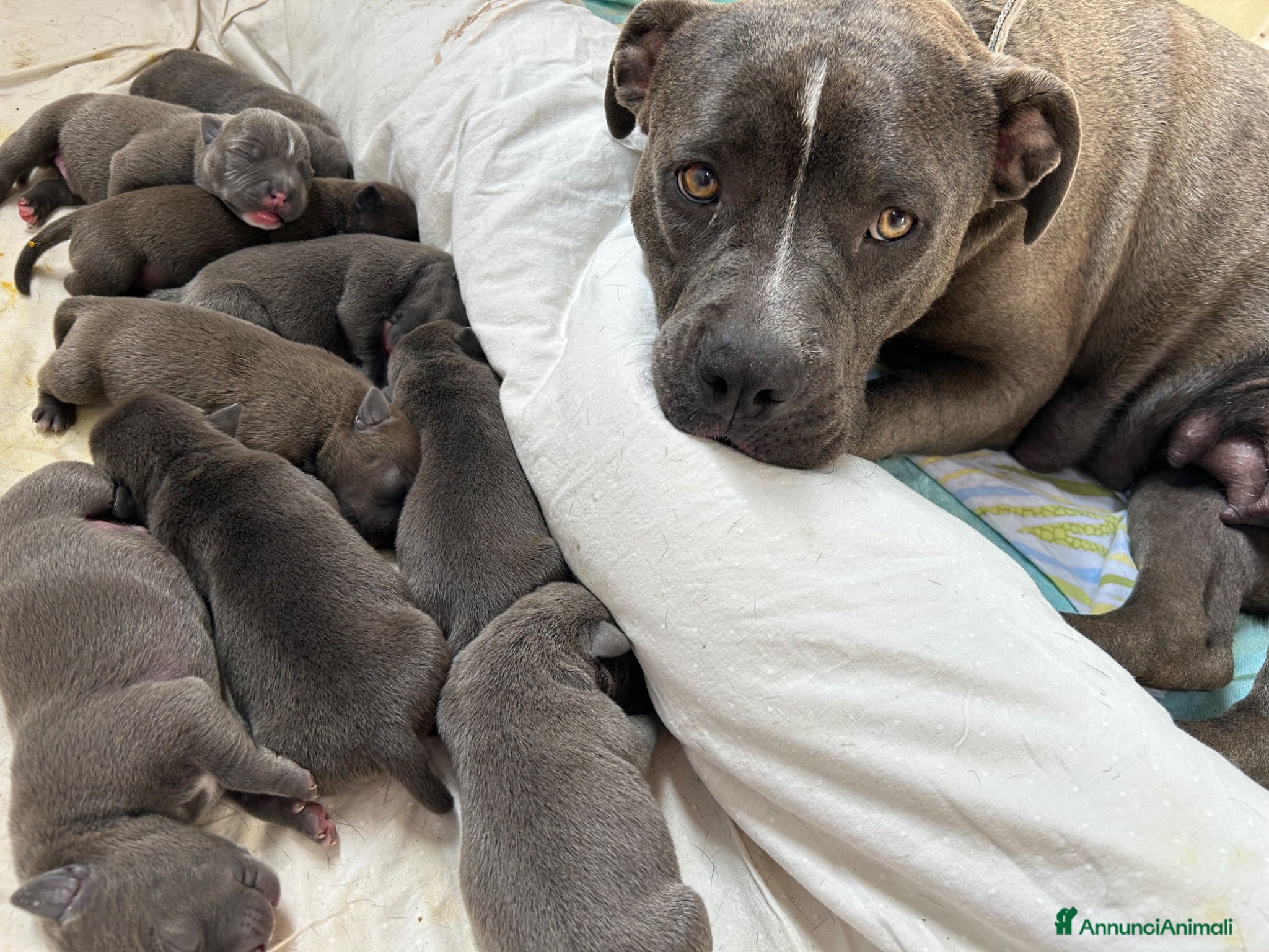 American Staffordshire cani Ultimi cuccioli  - Annuncio 2