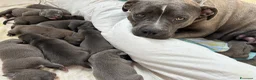 American Staffordshire cani in vendita: Ultimi cuccioli  - Annuncio 1