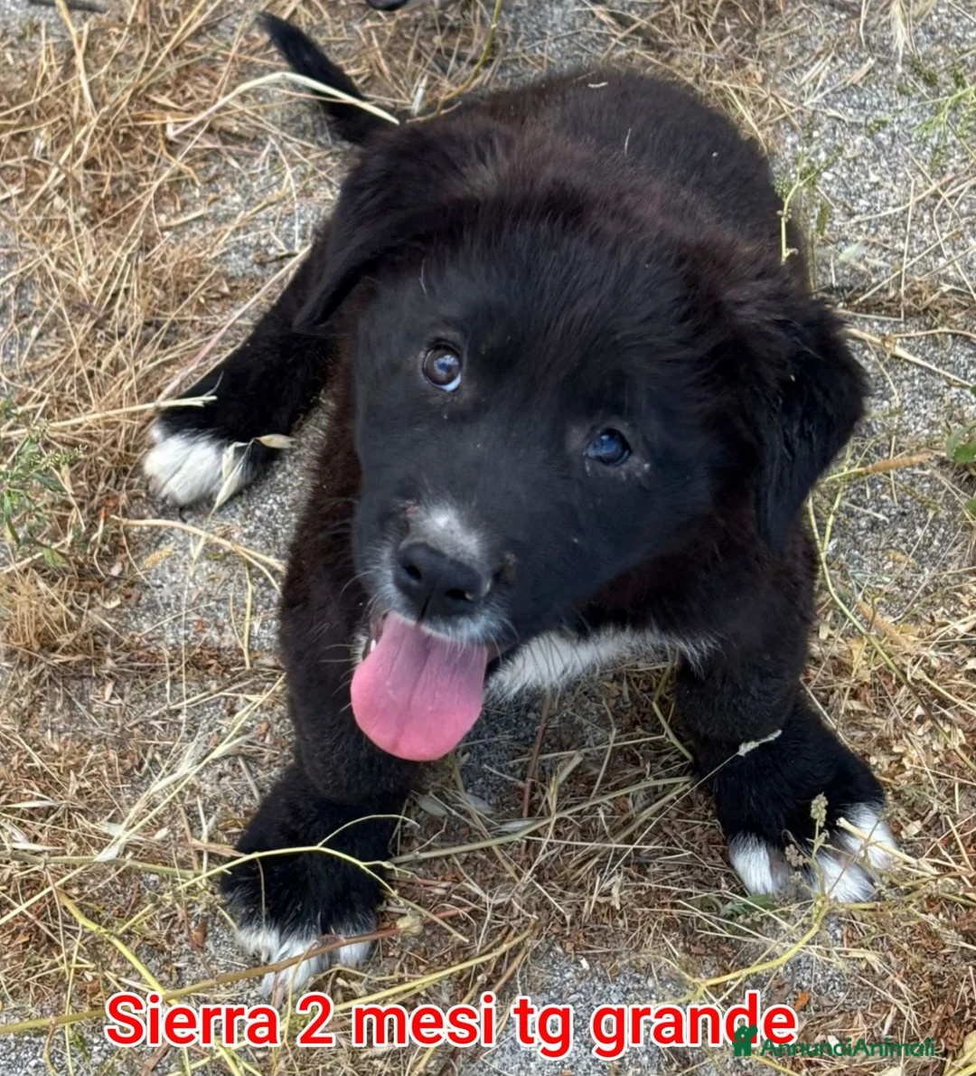 Meticcio cani in regalo: CUCCIOLI IN CERCA D'AMORE  a Provincia di Prato - Annuncio 12