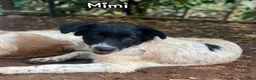 Meticcio cani in regalo: Mimì cucciola dagli occhi tristi a Provincia di Frosinone - Annuncio 1