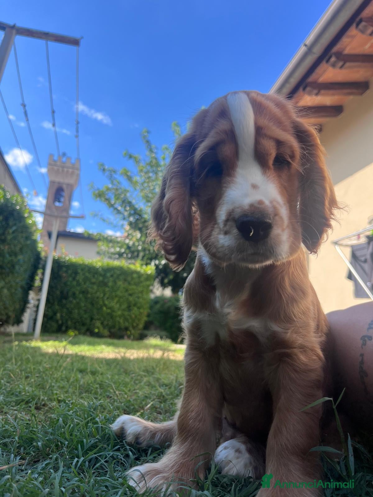 Cocker cani VENDO CUCCIOLO COCKER SPANIEL INGLESE - Annuncio 2