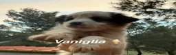 Meticcio cani in regalo: Cuccioli taglia piccola  - Annuncio 11