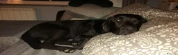 Labrador cani per accoppiamento: Labrador per monta a Città metropolitana di Roma Capitale - Annuncio 10