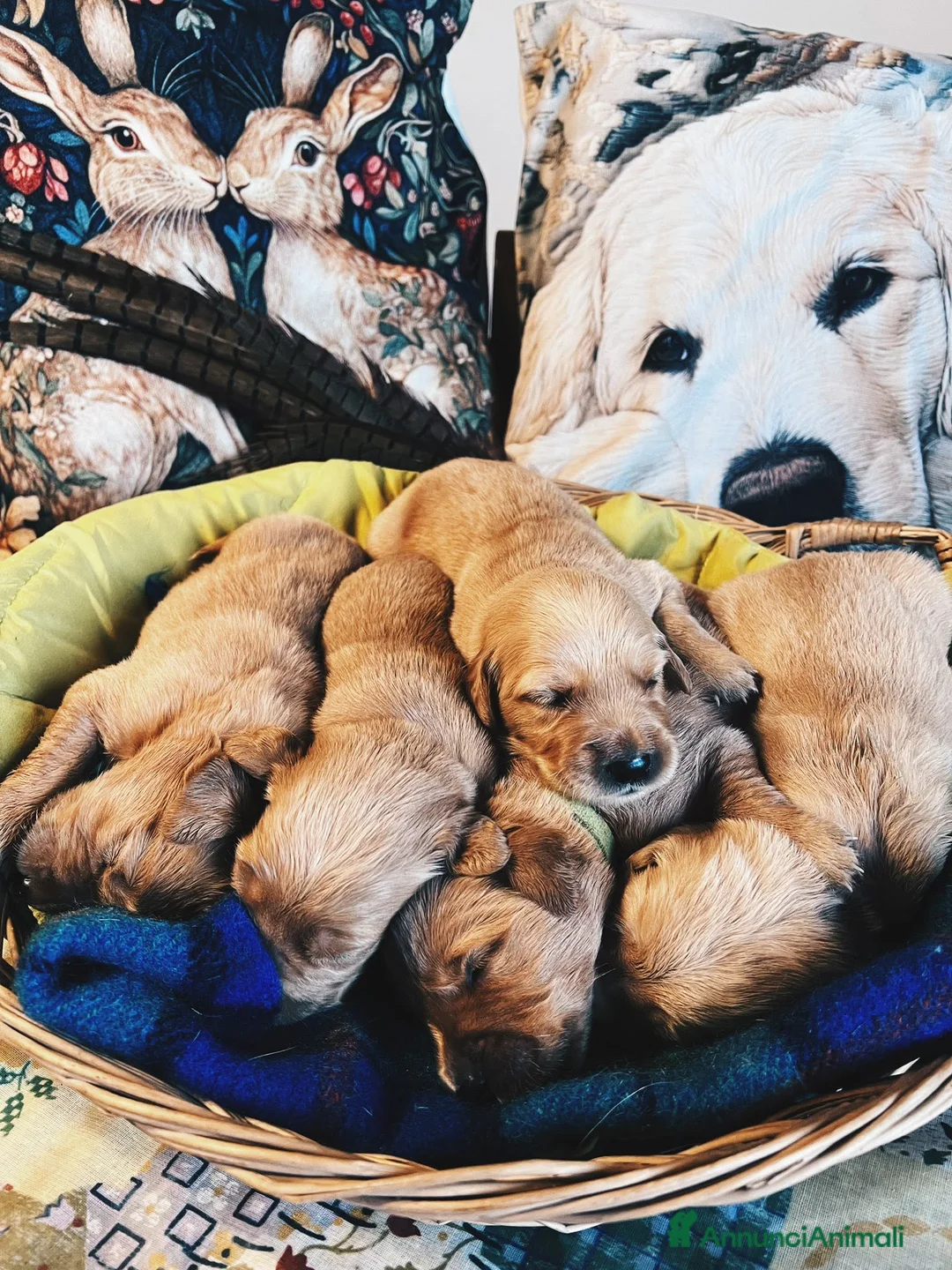 Golden Retriever cani in vendita: Golden retriever linea inglese - Annuncio 2