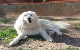 Pastore Maremmano cani in regalo: RINO, batuffolo tutto pelo e dolcezza - Immagine 9