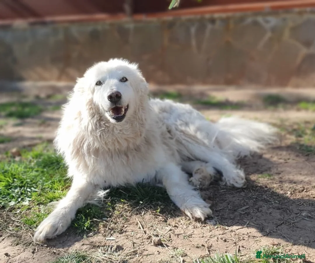 Pastore Maremmano cani in regalo: RINO, batuffolo tutto pelo e dolcezza - Annuncio 9