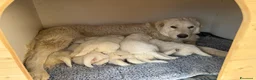 Pastore Maremmano cani in vendita: VENDITA CUCCIOLI DI PASTORE MAREMMANO - Annuncio 2