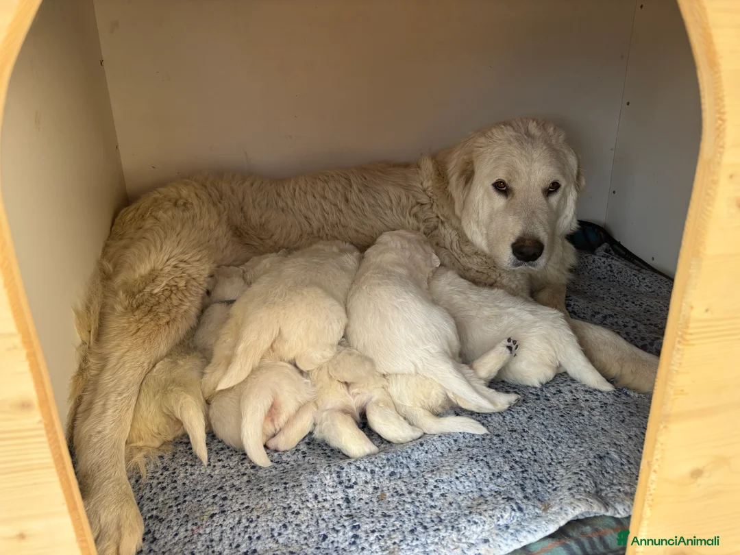 Pastore Maremmano cani in vendita: VENDITA CUCCIOLI DI PASTORE MAREMMANO - Annuncio 2