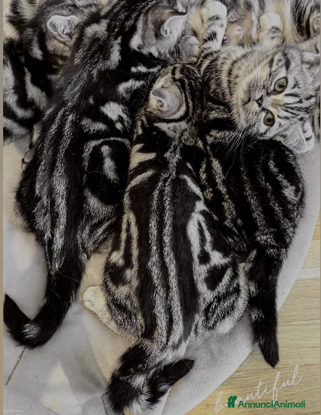 British gatti in vendita: BRITISH SHORTHAIR BLACK SILVER TABBY - Annuncio 4
