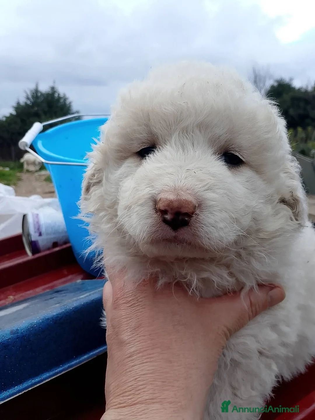 Meticcio cani in regalo: Cucciolata, 2/3 mesi, misto maremmano  - Annuncio 15