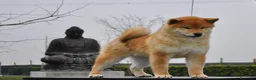 Shiba Inu cani in vendita: Cuccioli SHIBA INU  - Annuncio 2