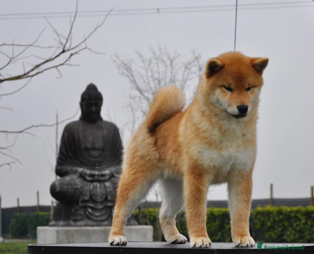 Shiba Inu cani in vendita: Cuccioli SHIBA INU  - Annuncio 2