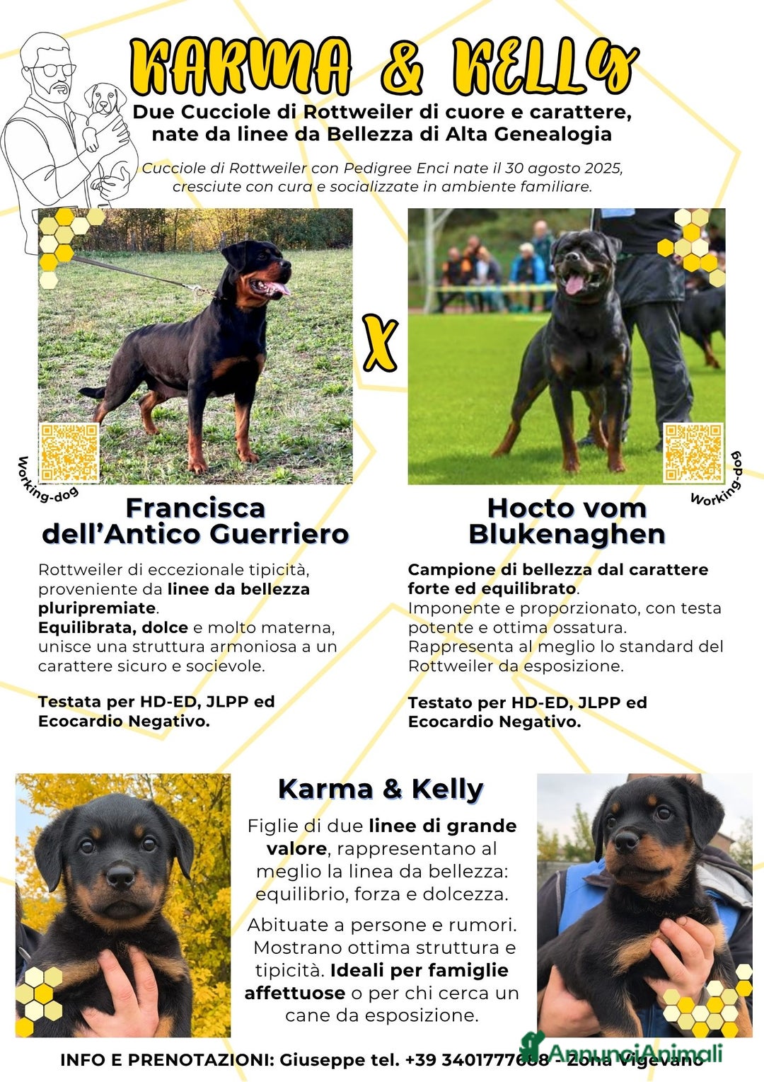 Rottweiler cani in vendita: Karma e Kelly - Cucciole Rottweiler Pedigree Enci - Annuncio 5