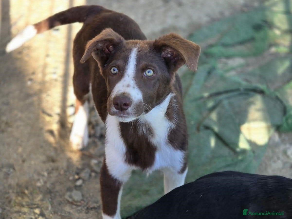Meticcio cani CUCCIOLI LADY E TESEO IN REGALO - Annuncio 4