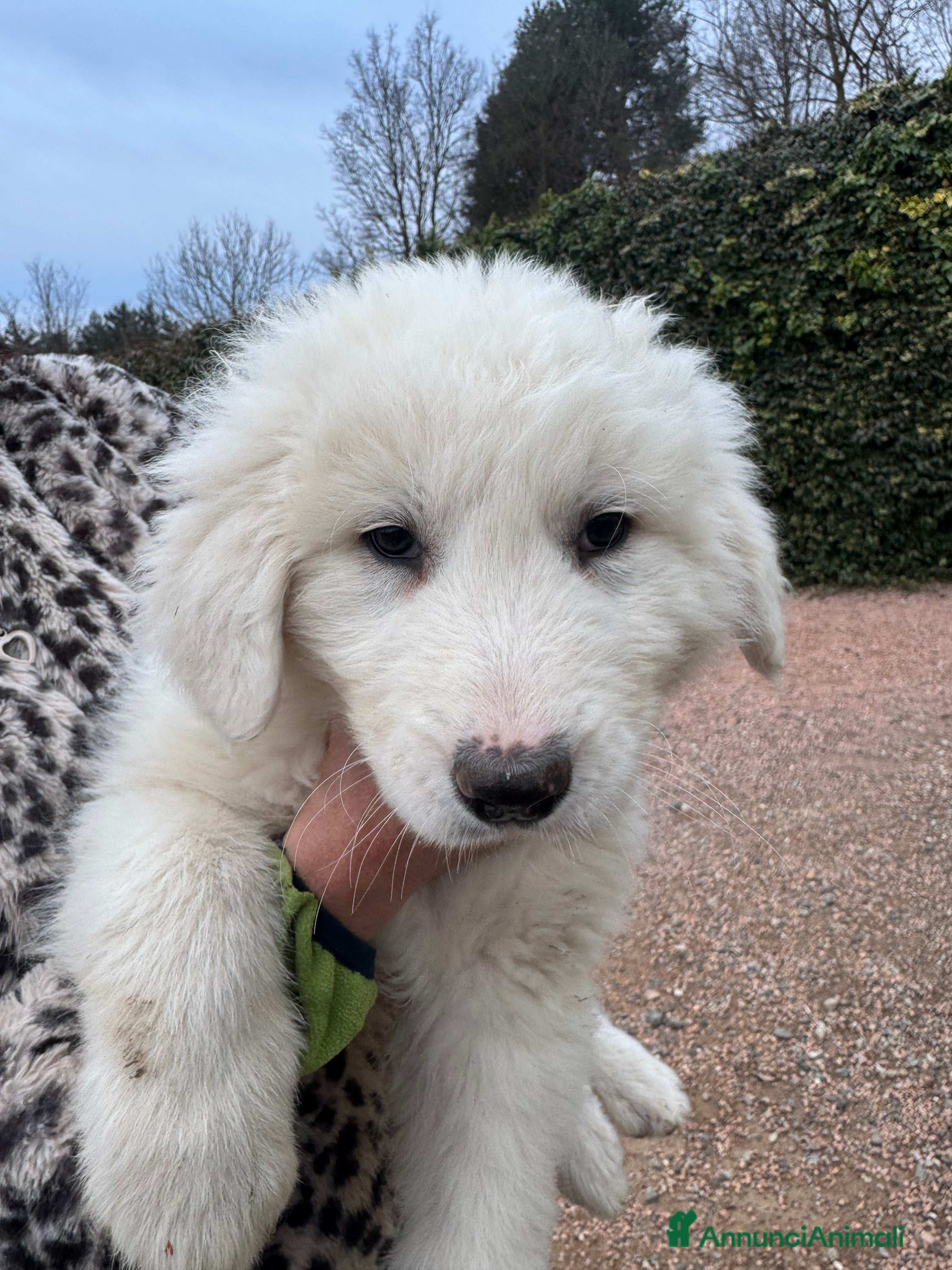 Pastore Maremmano cani Cuccioli di pastore maremmano/abruzzese - Annuncio 1