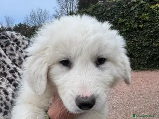 Pastore Maremmano cani Cuccioli di pastore maremmano/abruzzese - Annuncio 19