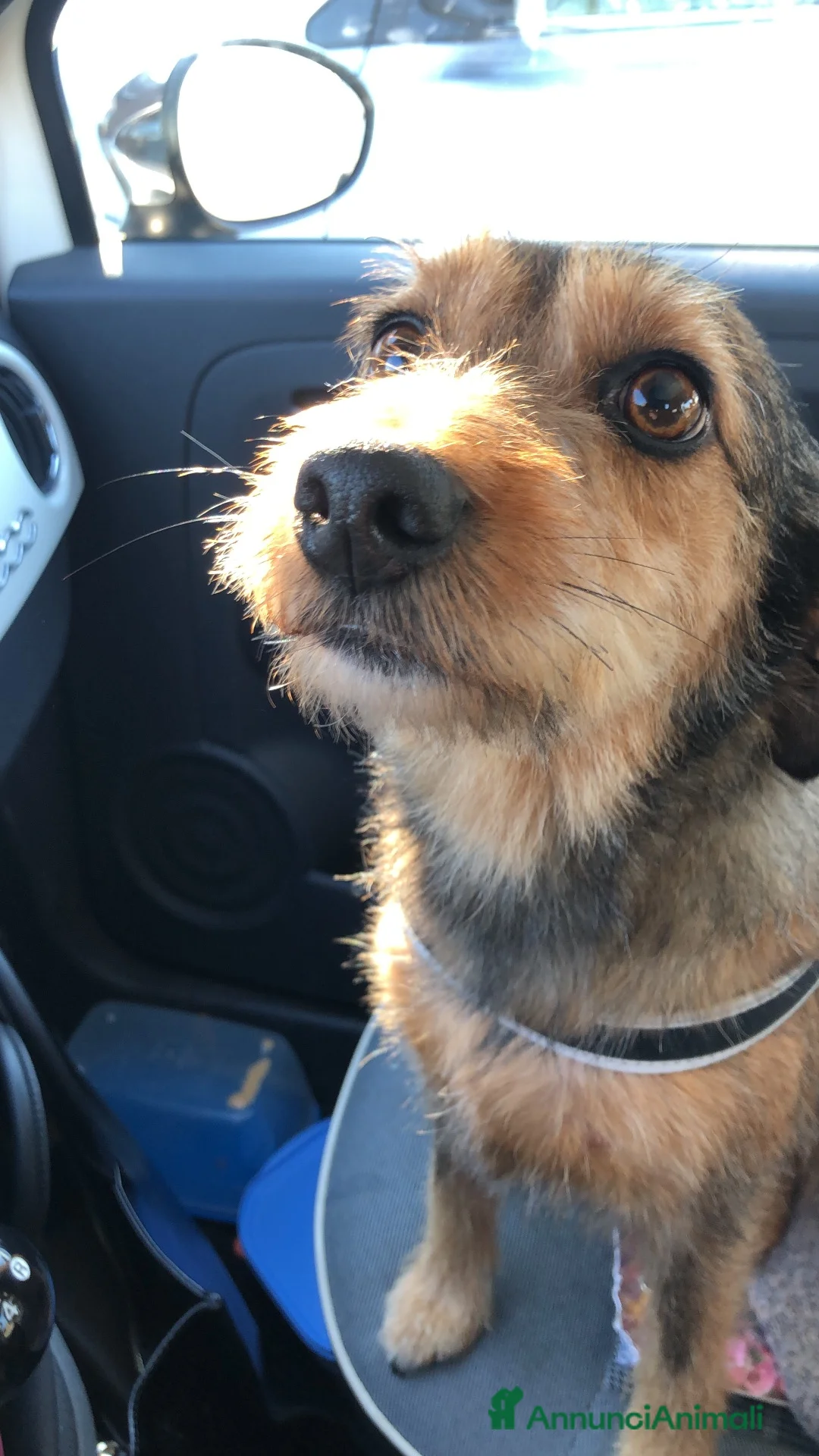 Meticcio cani in regalo: Perla cerca casa a Provincia di Brescia - Annuncio 5