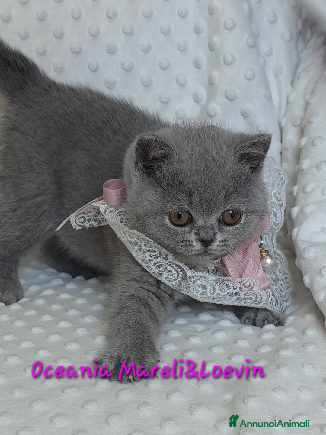 British gatti in vendita: British shorthair femmine - Annuncio 9
