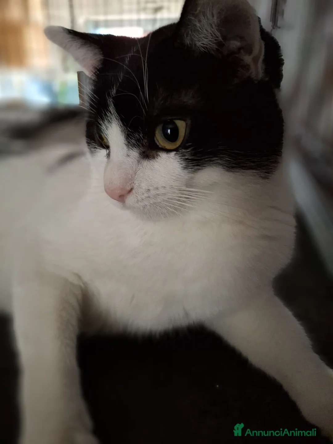 Meticcio gatti in regalo: Achille - Annuncio 3