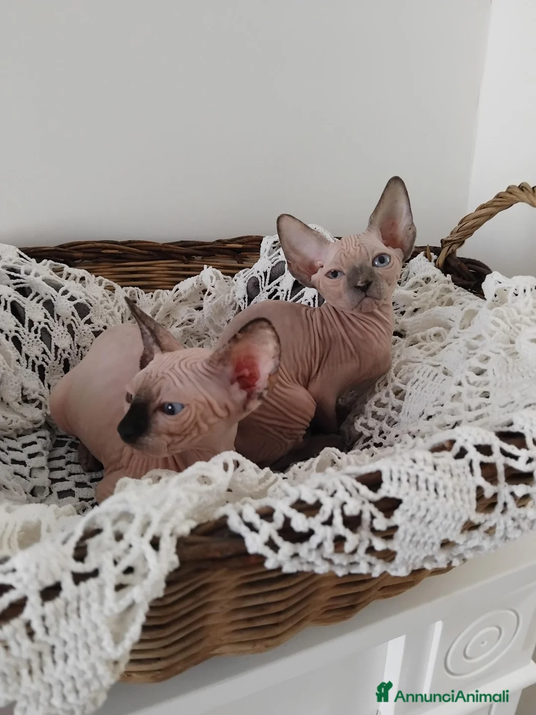 Sphynx gatti in vendita: Cuccioli di sphynx  - Annuncio 2
