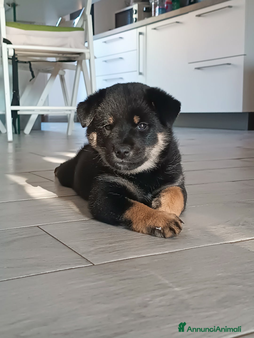 Shiba Inu cani in vendita: Shiba inu - Annuncio 2