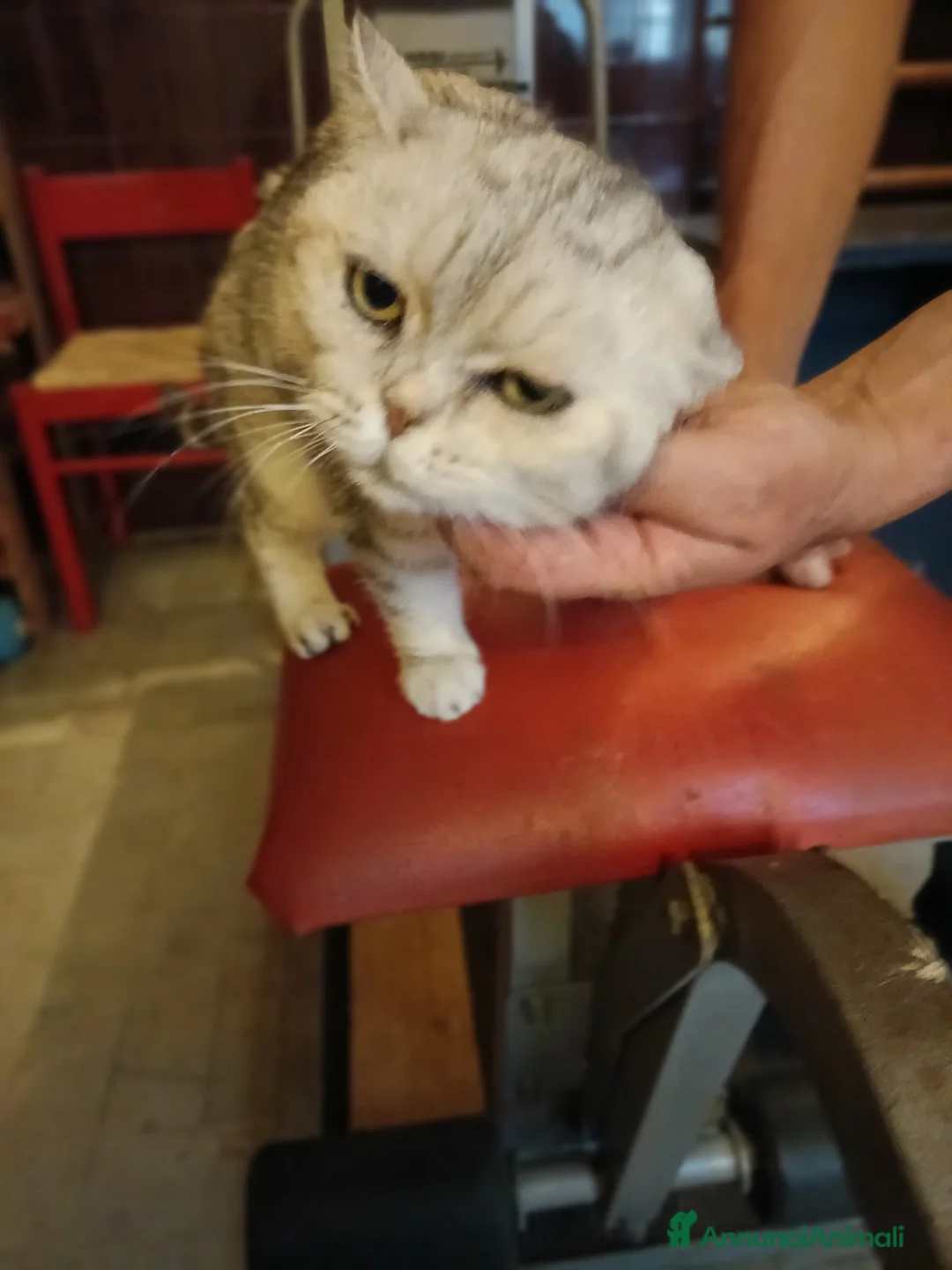 British gatti in regalo: British shorthair  - Annuncio 2