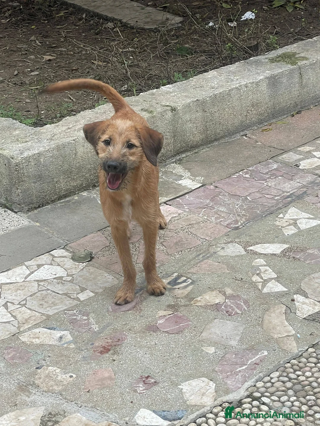 Meticcio cani in regalo: Ambra cucciola tenerissima - Annuncio 6