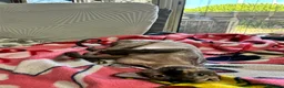 Sphynx gatti per accoppiamento: Gatta Sphynx disponibile per accoppiamento ROMA a Città metropolitana di Roma Capitale - Annuncio 3