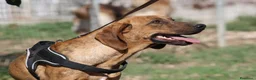 Meticcio cani in regalo: Giordan in adozione - Annuncio 6