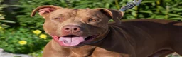 Pitbull cani in regalo: Meraviglioso Red nose - Annuncio 3