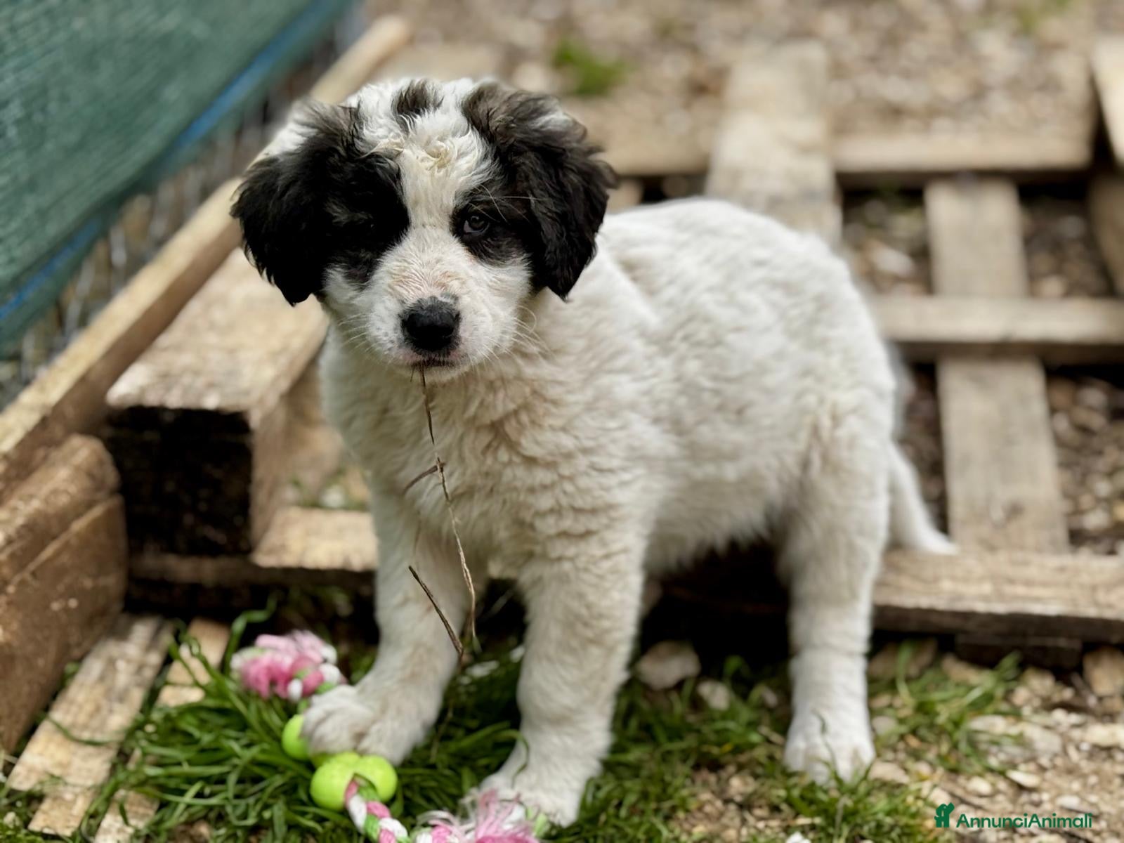 Meticcio cani I batuffoli - Annuncio 11