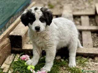 Meticcio cani I batuffoli - Annuncio 11