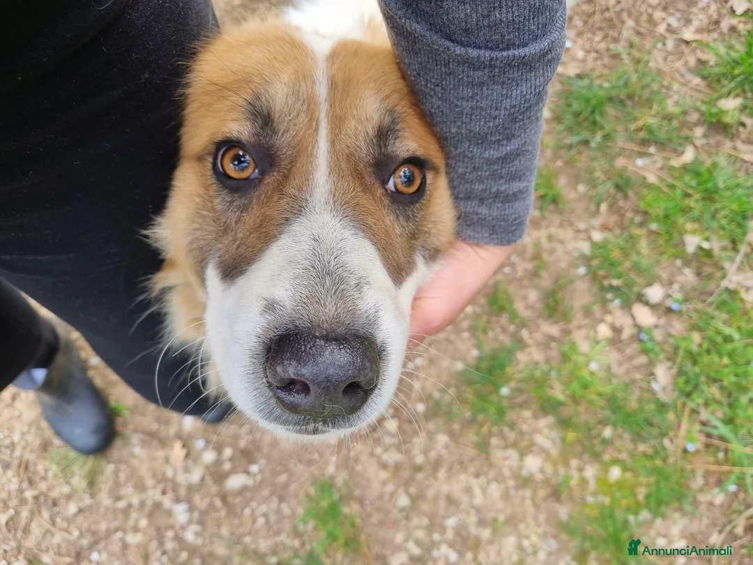 Meticcio cani in regalo: Ralph il cagnolino con la mascherina colorata  a Città metropolitana di Milano - Annuncio 5