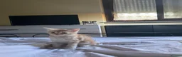 Europeo gatti in regalo: Gattini inseparabili - Annuncio 19