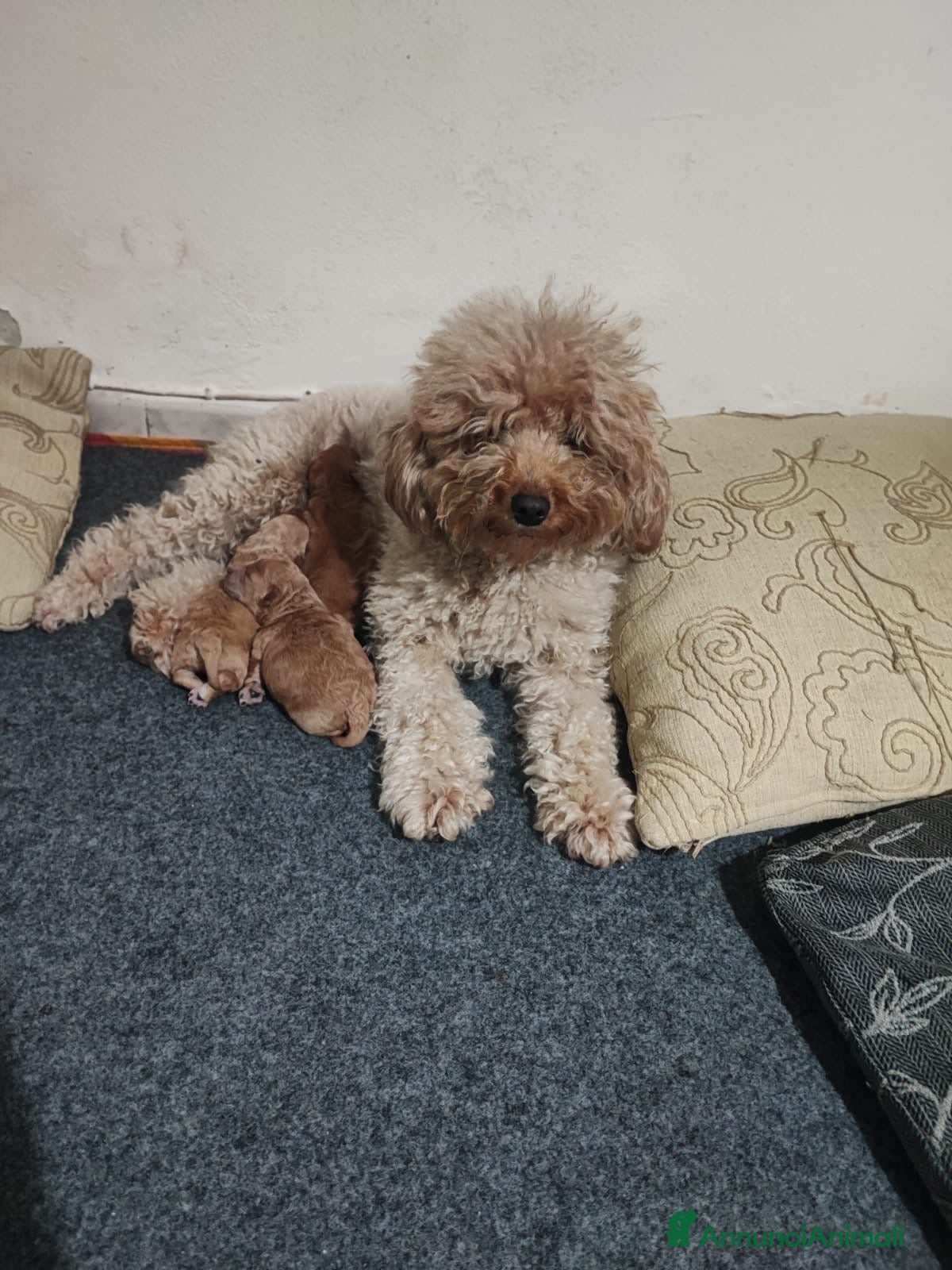 Barboncino cani Cuccioli di barboncino - Annuncio 4