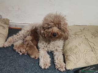 Barboncino cani Cuccioli di barboncino - Annuncio 4