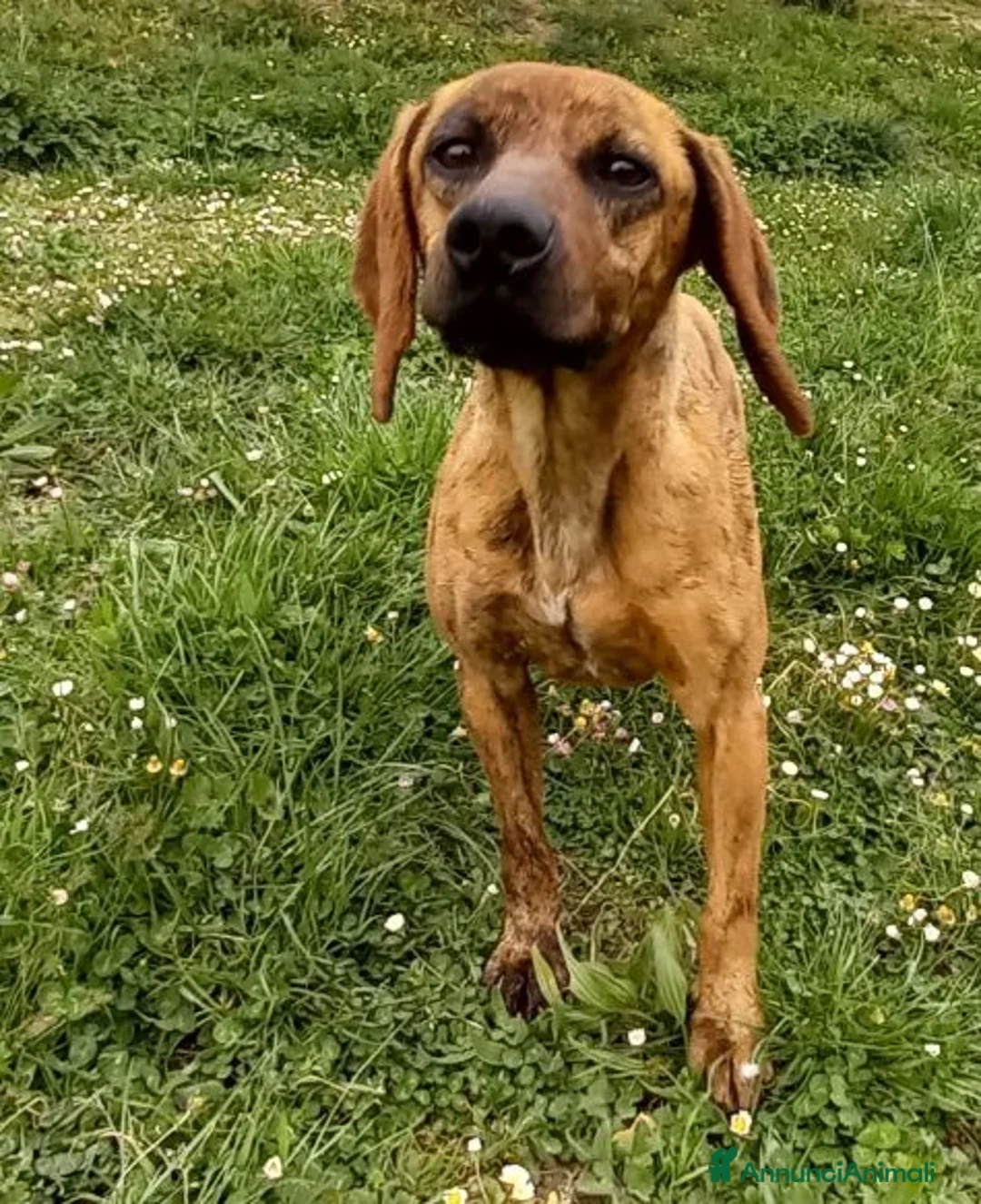 Segugio Maremmano cani in regalo: YUK pronto per l'adozione - Annuncio 7