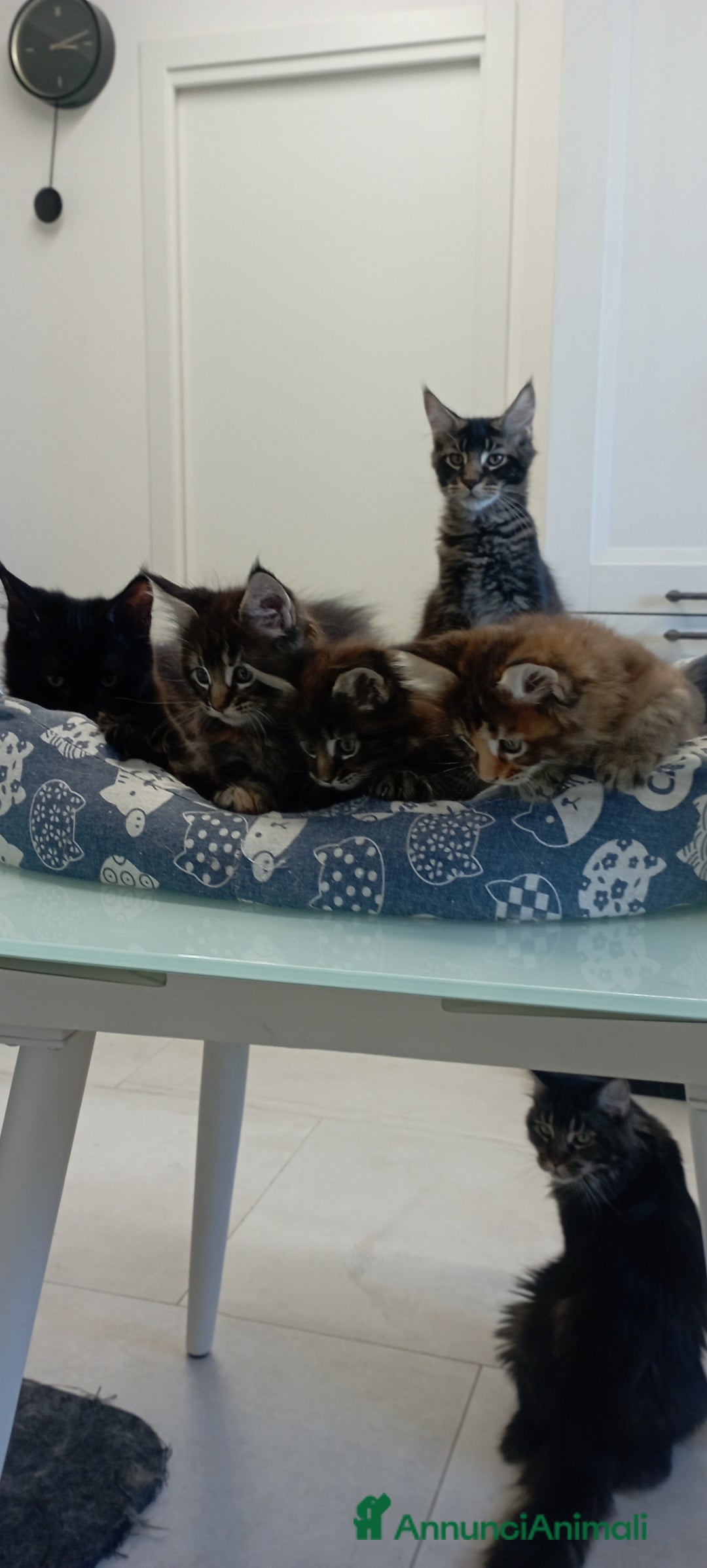 Maine Coon gatti in vendita: Maine Coon con pedigree  - Annuncio 8