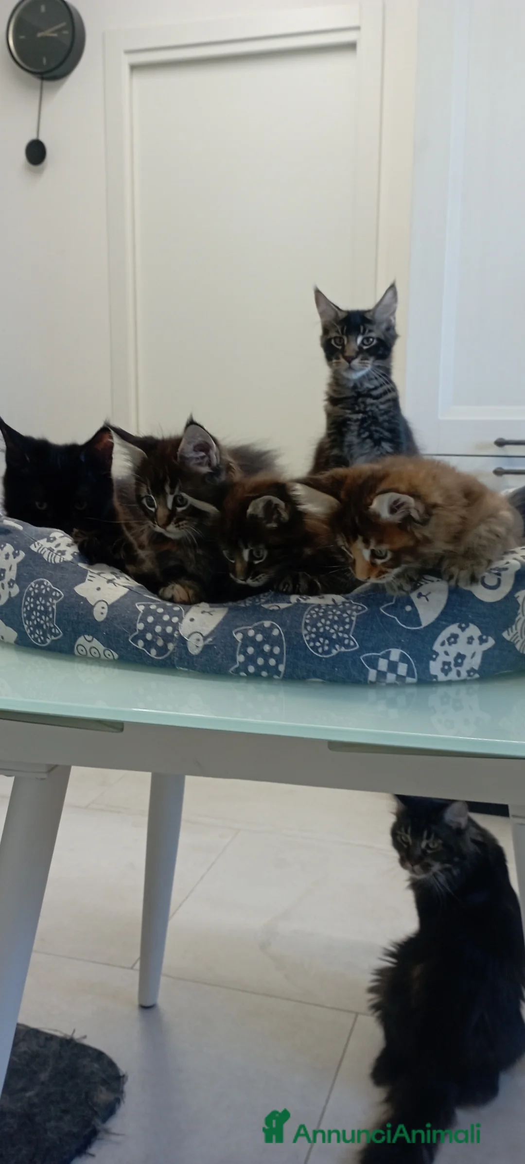 Maine Coon gatti in vendita: Maine Coon con pedigree  - Annuncio 6